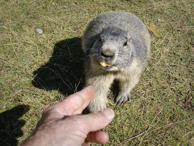 Buzzard_food_accepts_human_food.jpg