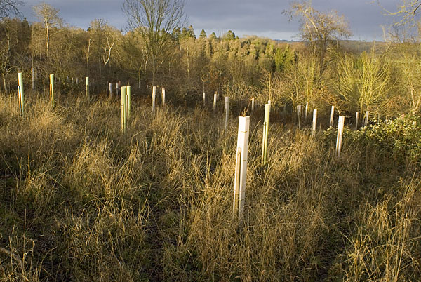 CadmoorWood.jpg