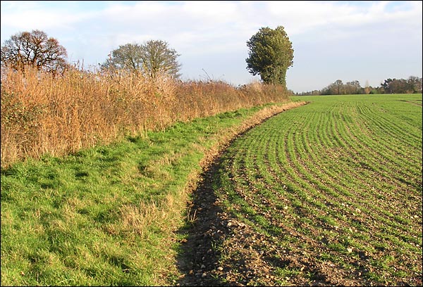 HedgeandhollynrChequesrLane.jpg