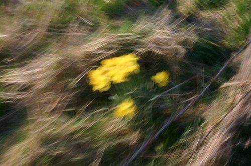 Daffodils