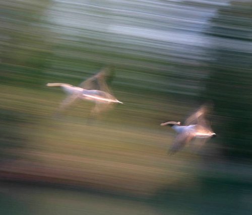 Flying geese