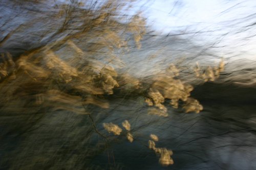 Pussy willow