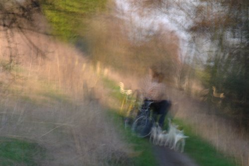 Cyclist with dogs