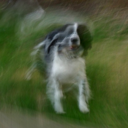Dog
