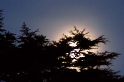 Moon behind tree at same scale