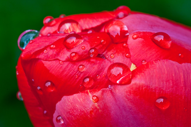 Tulip with Raindrops