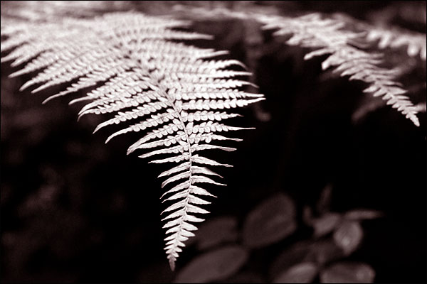 Fernscopy.jpg