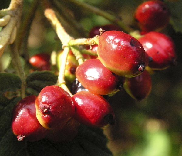 Berries2.jpg