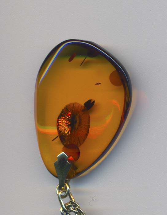 Seed and plant fragments in Baltic amber