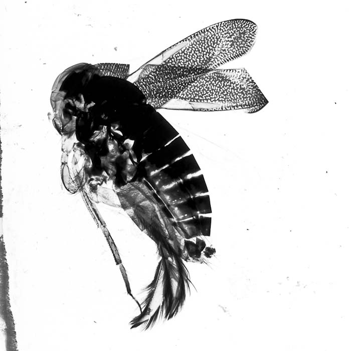Microscope slide used as if it were a transparency