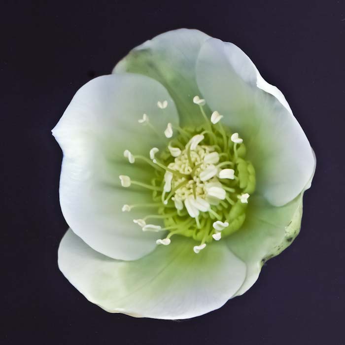 Hellebore (?H. foetidus?)