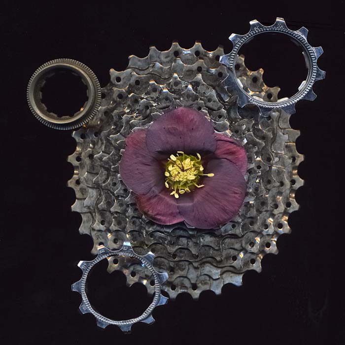Hellebore in gear - about the limit of depth of field by this route