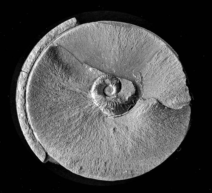 Lower Lias ammonite from Robin Hood's Bay