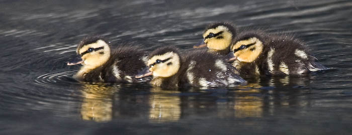 Ducklings - Steve Mundy