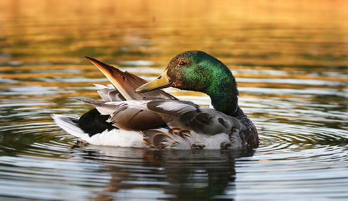 Compulsory Duck Shot - DAMP Compulsory Duck Shot - DAMP