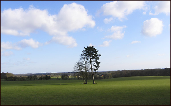 PinesnearRockwellEnd.jpg