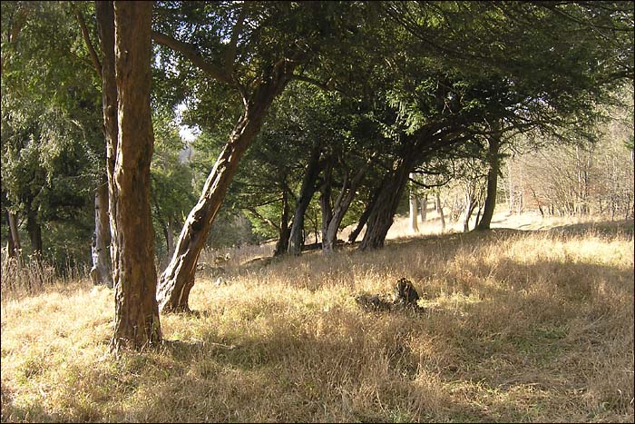 YewsaboveGreatWood.jpg
