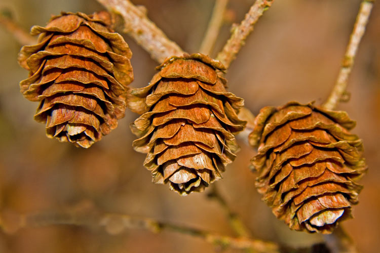 Conifer Cones