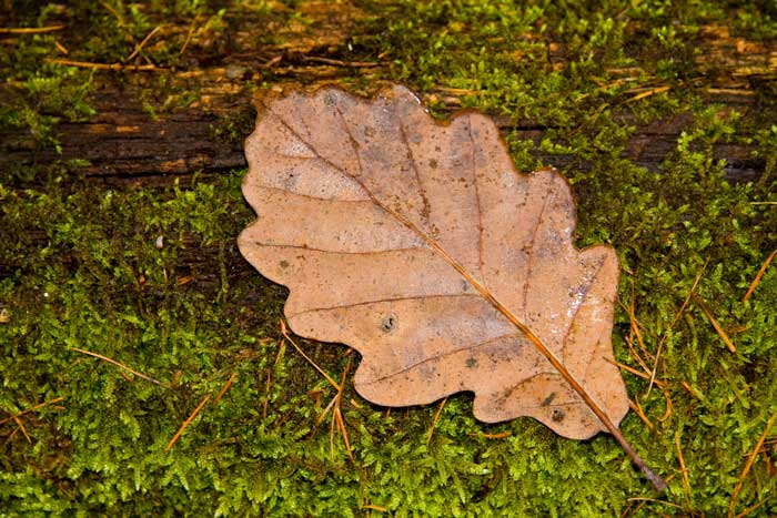 Leaf on a Log