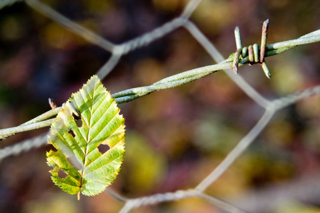 Leaf in Captivity?