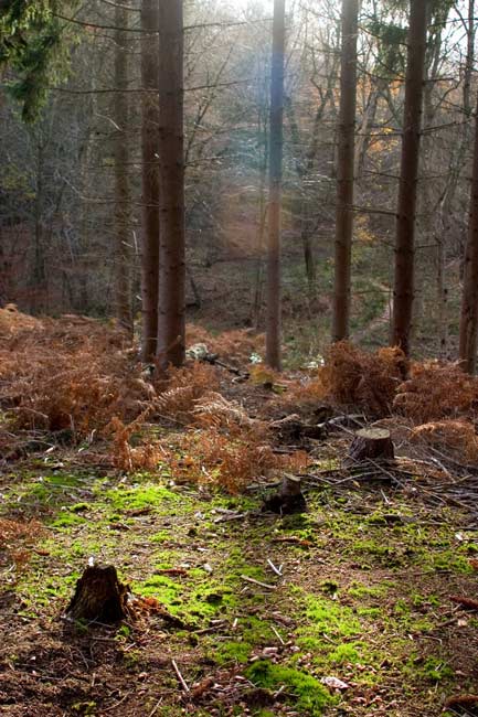 Woolman's Wood viewpoint