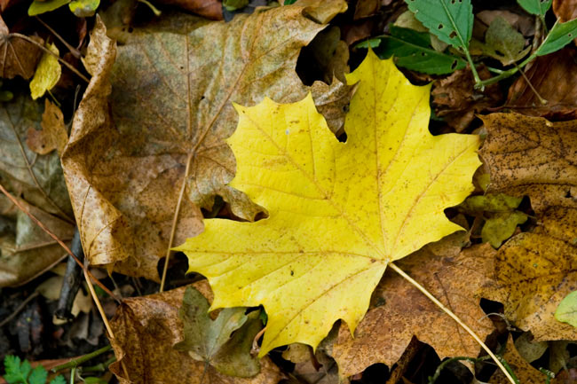 Fallen leaf on Beeches Way footpath