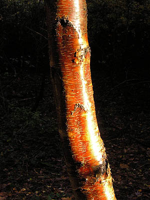 Redbirchbark.jpg