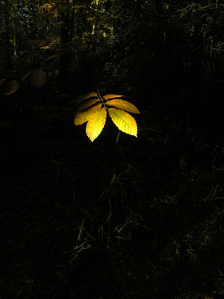 beechleaf.jpg