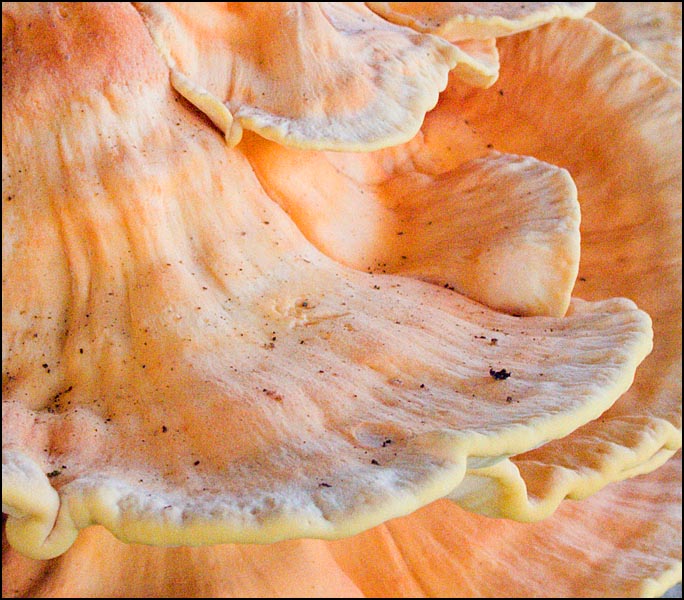 LaetioporusSulphureus.jpg