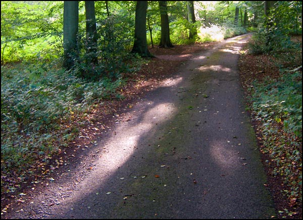 RoadthroughLambridgeWood.jpg