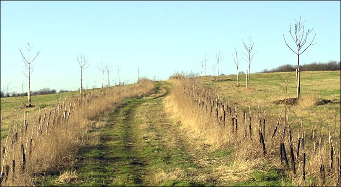 PathtoMertonsHoleCottage.jpg