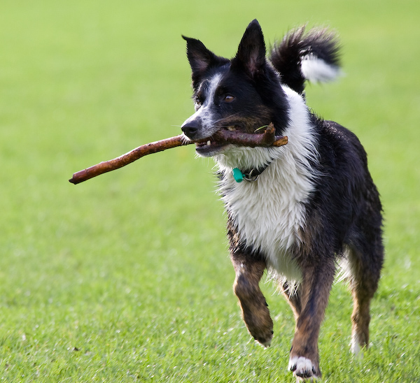 Dog in Flight...Almost-SM