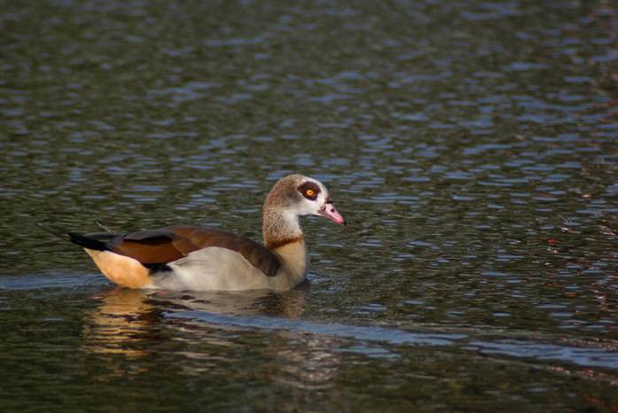 Egyptiangoose.jpg
