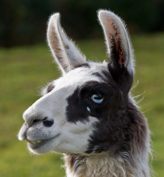 Local Llama-SM