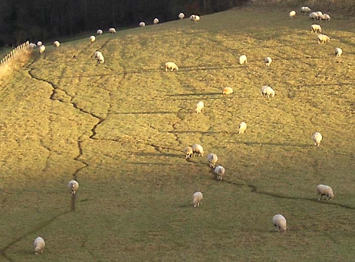 SheepaboveHurley.jpg