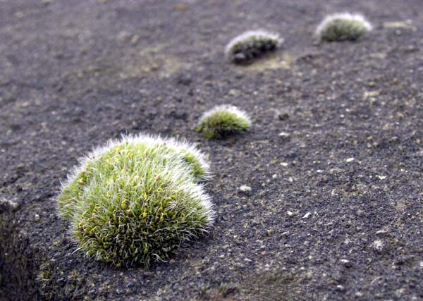 MossBurchettsGreen.jpg