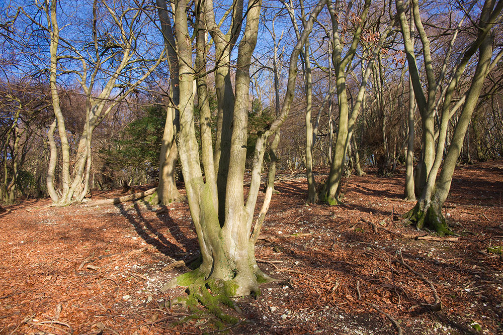 Trees at Warburg nature reserve