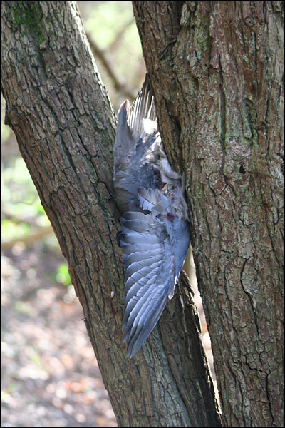 Crashed Pigeon by Dave Mundy.jpg
