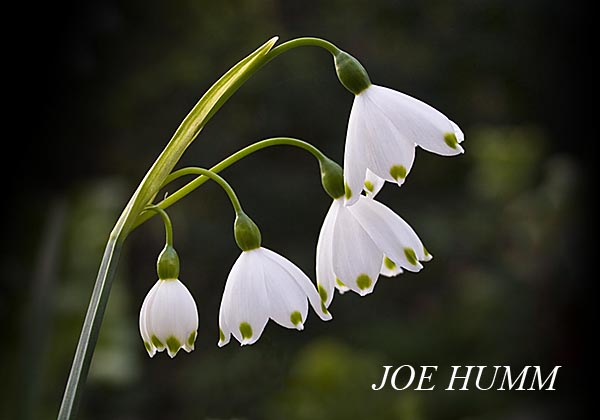 Loddon Lily (Leucojum aestivum)