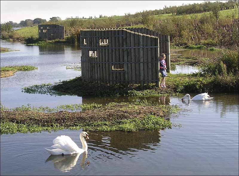 SwansandgirlatDorneyWetlands.jpg
