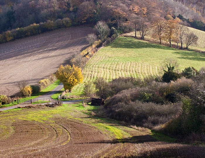 Allnutt's Wood