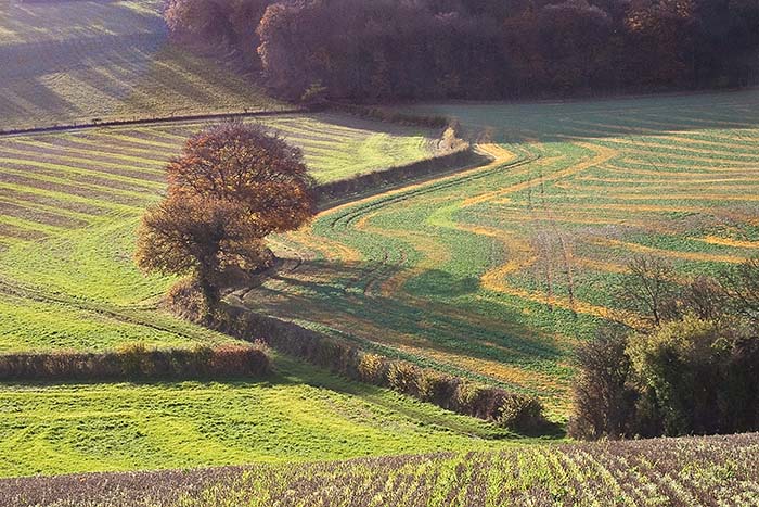 Oaks and fields near Bledlow Ridge