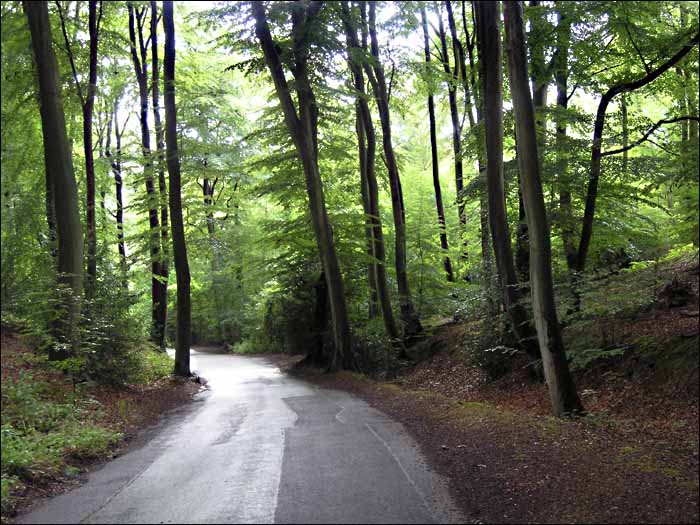 RoadthroughPullingshillWood.jpg