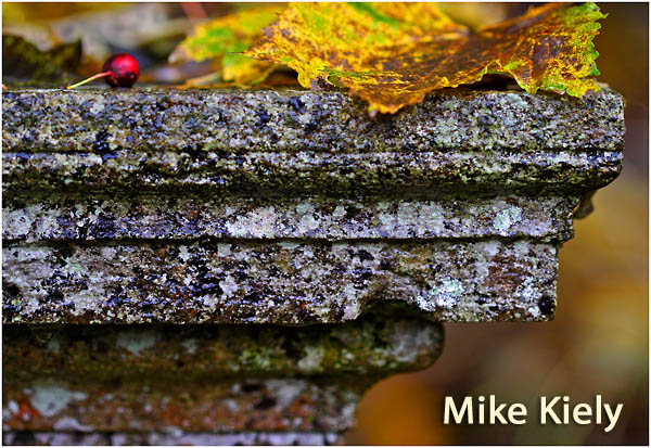 MichaelKiely_WallLeafAndBerrywtext.jpg