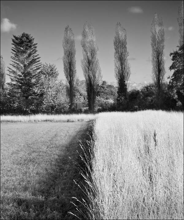 Poplars at Hall Place, nr Burchetts Green