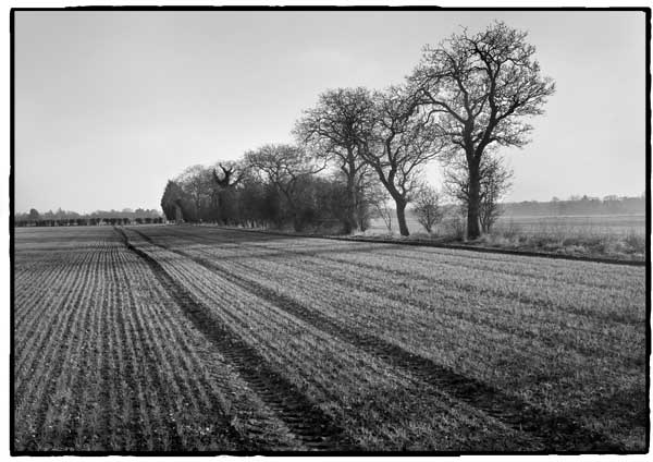 Walnut trees near Bisham Woods
