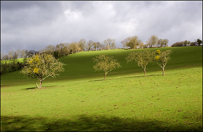 TreesBalhamsFarmcopy.jpg