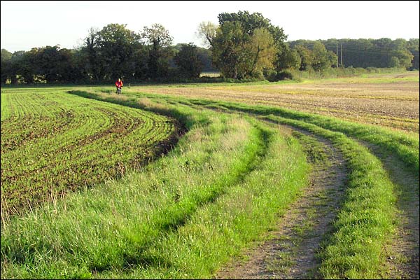 CyclistnearShrubberyCopse.jpg