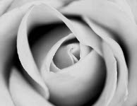 Monochrome Rose by Ed Doughty