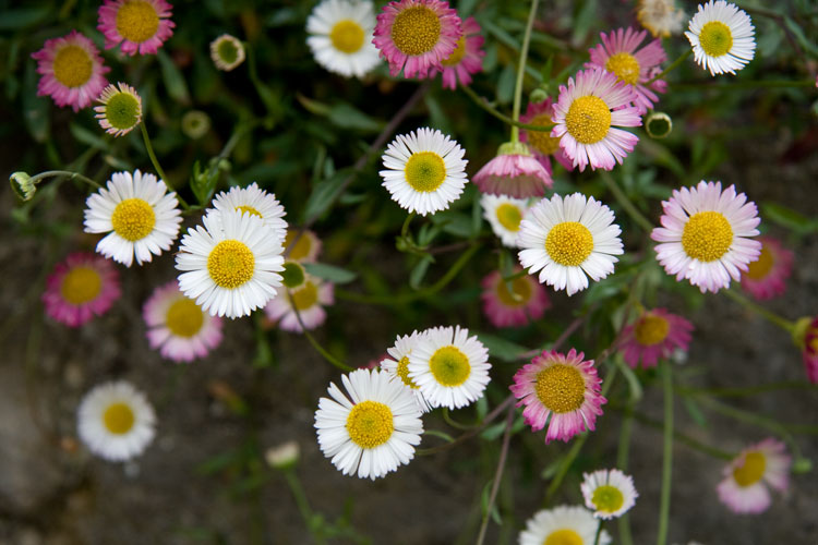 Daisies.jpg